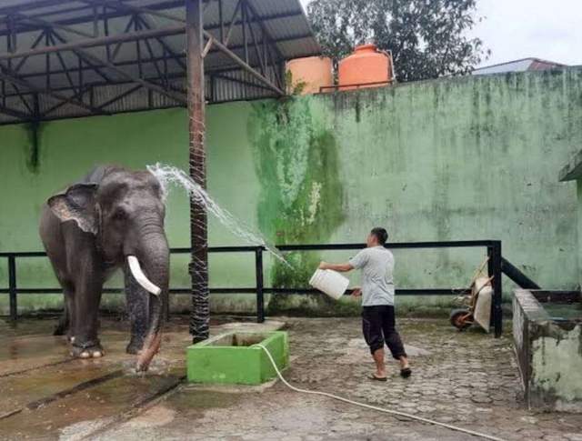 Kemenhut Larang Atraksi Gajah Tunggang di Seluruh Indonesia