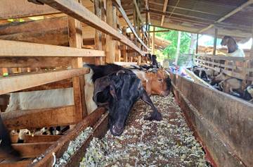 Termurah, Agus Jual Kambing Kurban Berkualitas