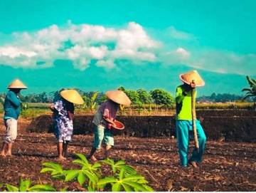 BMKG Prediksi Kemarau Basah Hingga Akhir Agustus 2025