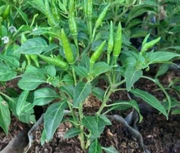 Camilan Renyah Keripik Daun Cabai 