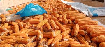 Realisasi Tanam Jagung Batanghari Capai 130 Hektar