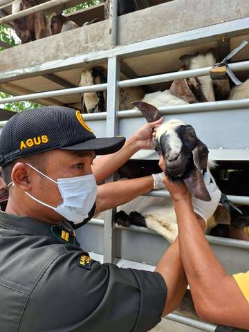 Antisipasi Wabah PPR, Pengawasan Lalu Lintas Ternak Ditingkatkan