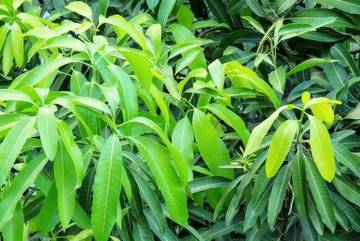 Manfaat Daun Mangga, Ampuh Mengatasi Demam