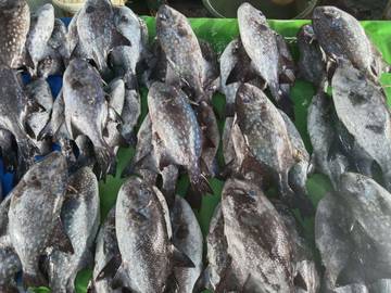 Mengenal Ikan Ayam-Ayam 