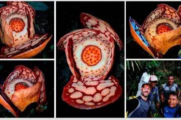 Riset Gabungan Temukan Rafflesia Hasseltii di Sumatera