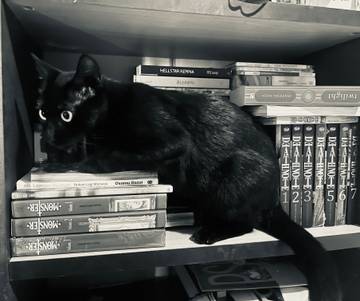 Mengapa Kucing Sering Bersantai di Rak Buku?