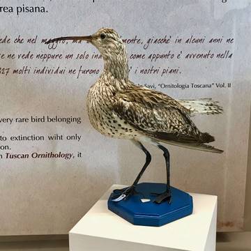 Tahun 2025 Catatan Kelam Kepunahan Flora Fauna Global