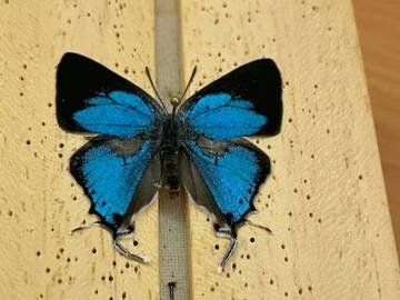 Spesies Baru yang Terungkap Tahun 2025