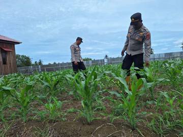 Polisi Kawal Lahan Pangan di Distrik Muaratami