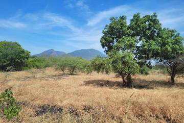 Petugas Membuat Ilaran Atasi Kebakaran Lantai Hutan Jati di TN Baluran