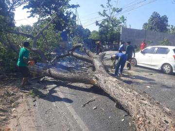 Pohon Trembesi Tumbang di Jalur Pantura Situbondo 