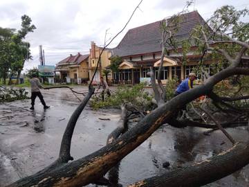 Personel Gabungan Evakuasi Pohon Tumbang di Jalur Pantura