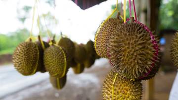 Durian Lokal Terbaik: Sajian Buah Eksotis dari Nusantara