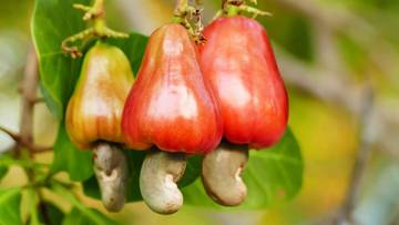 Kenapa Kacang Mete Dijual Tanpa Kulit? Ini Alasannya