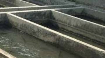 Peternak Ikan Lele Balung Kulon Jember Senang Hasil Panen Ikan Melimpah