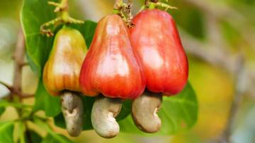 Mengapa Kacang Mete Dijual Tanpa Kulitnya? Ini Alasannya