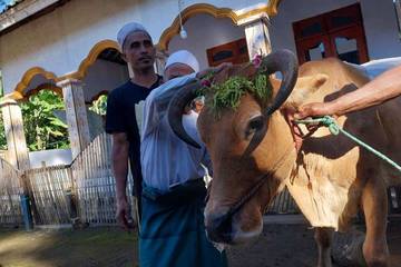 Tradisi Hias Sapi Kurban Warga Papring Banyuwangi