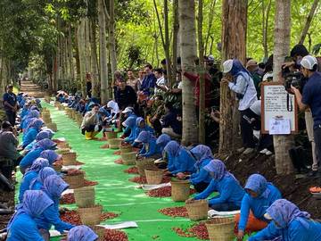 Petik Kopi di Bondowoso, Wapres Dorong Kesejahteraan Petani