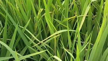 Petani Padi Jember Perlu Mewaspadai Potensi Serangan Xanthomonas