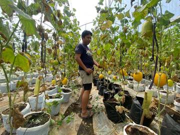Petani Melon Bondowoso Gunakan Teknologi Kontrol Panel Surya