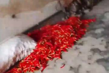Harga Cabe Merah di Jember Tembus Rp 31 Ribu