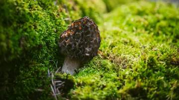 Foraging: Manfaat Alami dan Risiko Tersembunyi