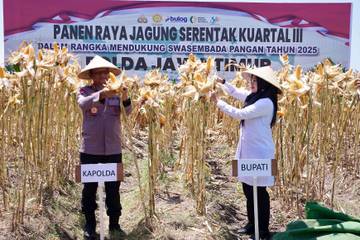 Banyuwangi Gelar Panen Raya Jagung Serentak Kuartal III