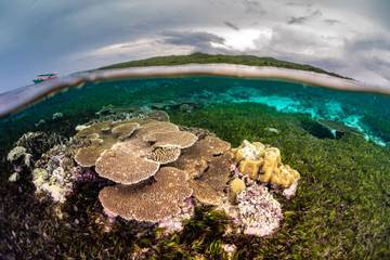 Menyelami Surga Bawah Laut di Tomia Wakatobi