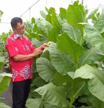 Faktor Cuaca, Kualitas Tembakau Menurun