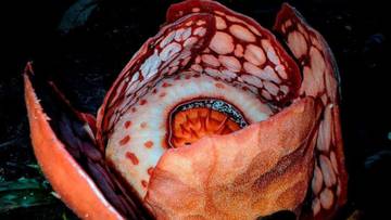 Rafflesia hasseltii Ditemukan Kembali Setelah 13 Tahun
