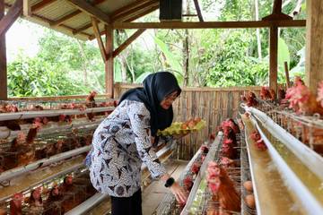 Pakel Kembangkan Peternakan Ayam Perkuat Ketahanan Pangan