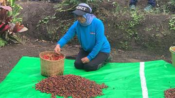 Harga Kopi Bondowoso Melonjak, Pengusaha Tahan Harga Jual
