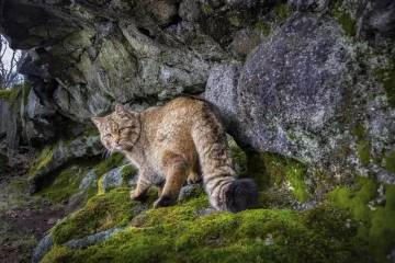 Foto Langka “Kucing Hantu” Eropa Berhasil Diabadikan