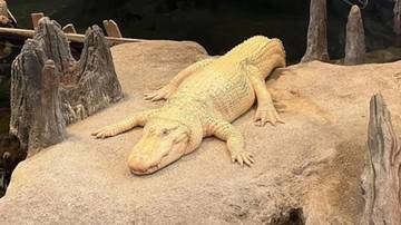 Cerita Buaya Albino Favorit Warga San Fransisco