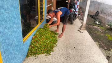 Harga Cabe di Jember Naik Mendekati Hari Besar