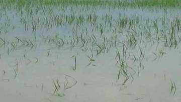Terendam banjir, Tanaman Petani Balung Terancam Gagal Panen