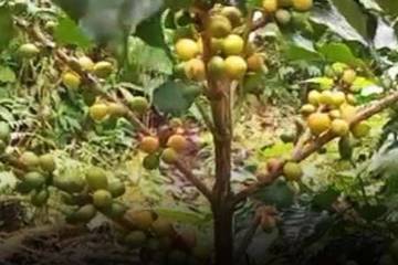 Kopi Premium Raung Jadi Emas Hijau Banyuwangi