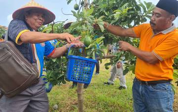 Rombongan Brunei Darussalam Kunjungi Kebun Alpukat Situbondo 