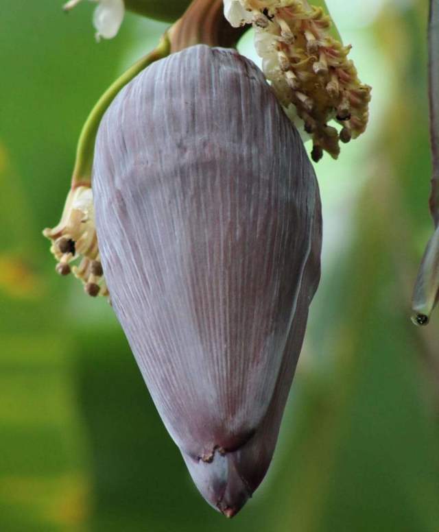 Jantung Pisang,  dan Manfaatnya Bagi Kesehatan 