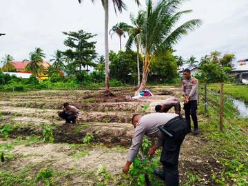 Polres Kaimana Terus Lakukan Perawatan Lahan Jagung