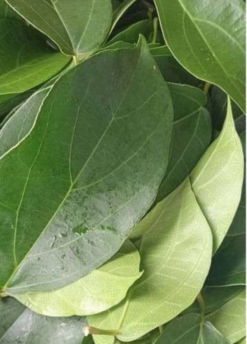 Manfaat Daun Cincau untuk Kesehatan 