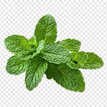Segudang Manfaat Daun Mint untuk Kesehatan Anda