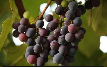 Beberapa Nutrisi Penting yang Terdapat dalam Buah Anggur