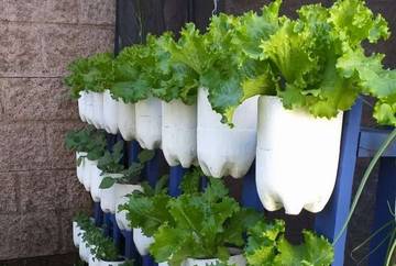 Alternatif Mengisi Waktu Luang dengan Menanam Hidroponik