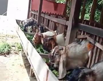 Penjualan Kambing Kurban Turun, Minat Masyarakat Ikut Merosot Tajam