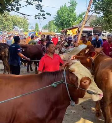 Penjualan Sapi di Kediri Naik Tajam Jelang Idul Adha