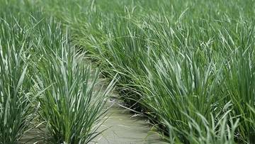 Padi Biosalin, Solusi Pangan Warga Pesisir