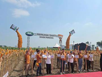Syngenta Bantu Petani Jagung Kediri Antisipasi Musim Kering