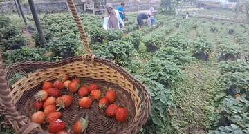 Libur Akhir Pekan, Wisatawan Padati Kebun Stroberi
