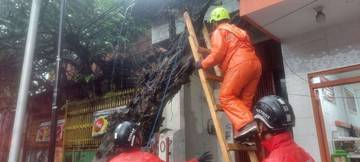 Hujan Deras, Petugas Tangani Insiden Pohon Tumbang